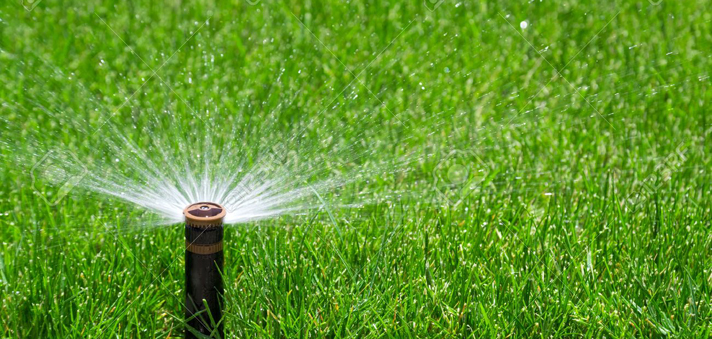 Close of spray head watering nice green lawn